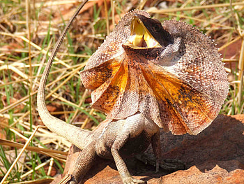 Frilled-neck lizard, Unique reptilian feature, Stunning , High-quality HD wallpaper