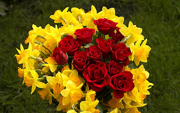roses and daffodils, composition, flowers, daffodils, roses HD wallpaper