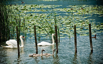 Animals, Ducks, Swans, Swamp, Lake, Greens HD wallpaper