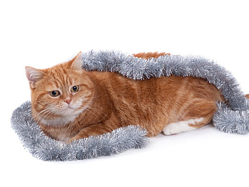 Christmas cat, sweet, animal, kitten, christmas, cat, feline HD wallpaper