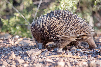 Echidna forelimbs, Evolutionary study, Australian mammal, GSTDtap research HD wallpaper
