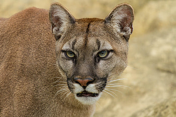Cougar, Solitary creature, Stealthy approach, Natural camouflage HD wallpaper