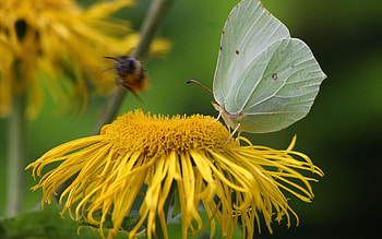 Insects HD wallpaper