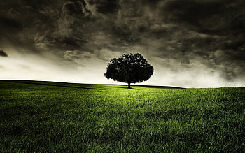 Landscape, Nature, Trees HD wallpaper