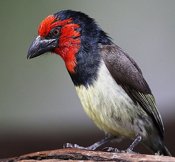 BLACK COLLARED BARBET, birds, animals, garden birds, south africa, woodpeckers, barbets HD wallpaper
