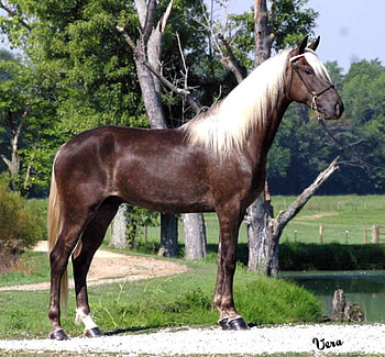 Horse, stallion, animals, cavalo HD wallpaper