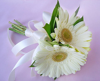 gentle, white, daisy, soft, gift HD wallpaper