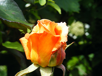 peach rose, rose, garden, peach, flower HD wallpaper