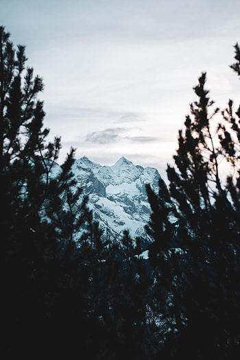 Nature, Trees, Snow, Mountain, Vertex, Top, Branches, View HD phone wallpaper