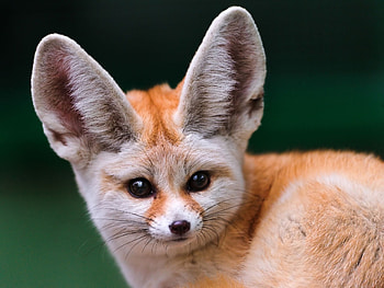 Animals, Muzzle, Ears, Fenech, Alertness HD wallpaper