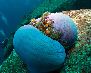 Hidding place, reef, underwater, clown fish, fish HD wallpaper