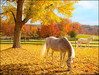 Nice Autumn Day, trees, autumn, horses, sky HD wallpaper