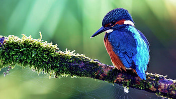Animals, Bird, Wood, Sit, Tree, Color, Tropical Bird HD wallpaper