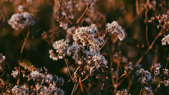 Nature, Plant, Branch, Dry HD wallpaper
