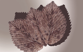 fallen leaves in a gradient background, style, leaves, gradient, own HD wallpaper