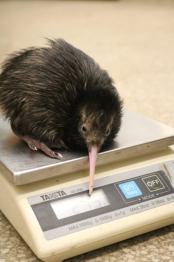 First Kiwi Hatched, Franklin Park Zoo HD phone wallpaper