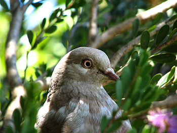 dove portrait, bird, dove, portrait HD wallpaper