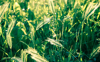 Grass, Macro, Ears, Spikes, Wind, Bend HD wallpaper