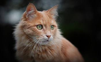 Cat, face, animal, kitten HD wallpaper