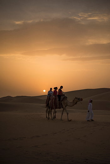 Tourists enjoy a camel ride on the sand dunes during a beautiful sunset in Abu Dhabi's desert. HD phone wallpaper