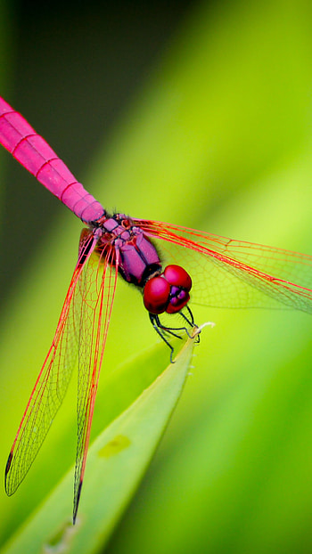 Dragonfly on green, , Captivating background, Eye-catching creature HD phone wallpaper