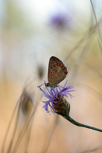 Flower, Macro, Butterfly HD phone wallpaper
