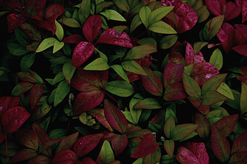 Colored leafs, plants, nature HD wallpaper