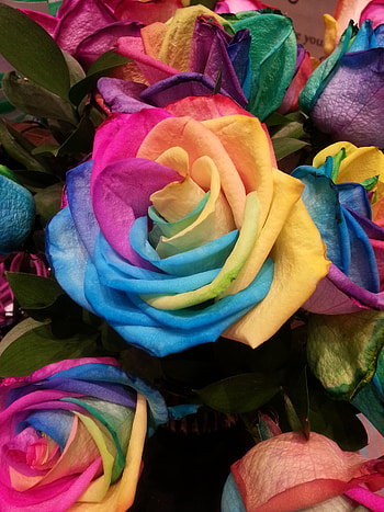 Flowers, Rainbow, Multicolored, Motley, Rose Flower, Rose, Iridescent HD phone wallpaper