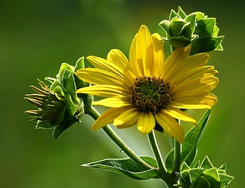 SUNFLOWER BROTHERS, yellow, flower, green, floral, nature, sunflower HD wallpaper