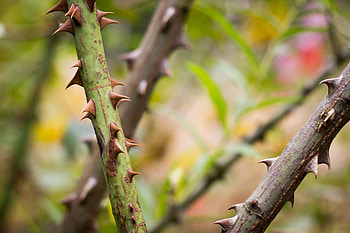 Nature, Bush, Thorns, Spikes, Stem, Stalk HD wallpaper