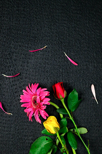 Flowers, Pink, Petals, Bouquet HD phone wallpaper