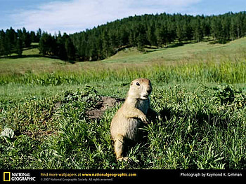 Prairie Dog, pairie dog, animals HD wallpaper