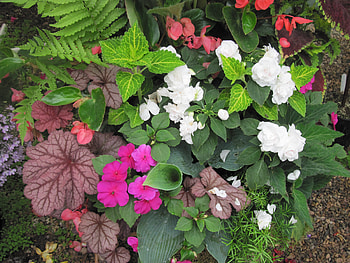 Flowers garden in greenhouse 28, White, pink, brown, graphy, green, Flowers, garden HD wallpaper