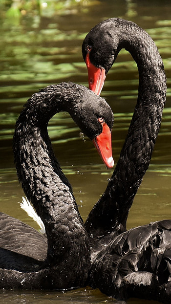 Swan, Animals, Birds, Black swan HD phone wallpaper