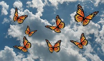 ART, BEAUTY, ABSTRACT, BUTTERFLIES HD wallpaper