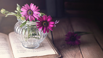 Still life with flowers, A bunch, Pink, Vase, Book, Glass HD wallpaper