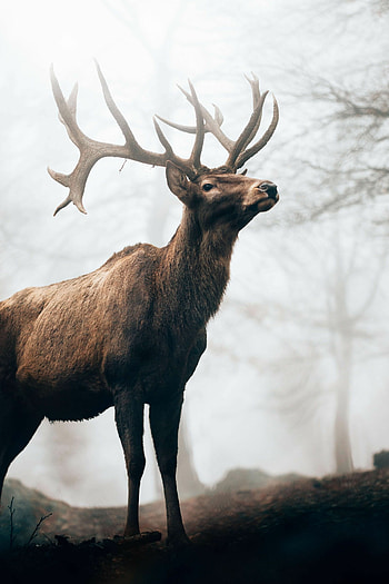 Reindeer in the fog, Mystical allure, Ethereal beauty, Nature's mystery HD phone wallpaper