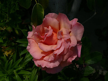 enticing, rose, pink, graphy, flower, nature HD wallpaper