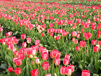 Flowers, Tulips, Field, Spring, Rows, Ranks HD wallpaper