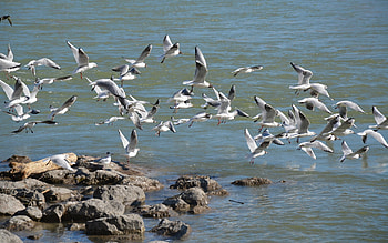 Black-headed Gulls, birds, gulls, coast, flight, water HD wallpaper