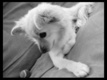 Chihuahua long hair mix, dogs, cute, chihuahua, mix HD wallpaper