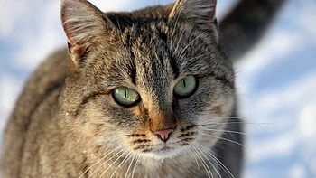Animals, Cat, Muzzle, Striped, Sight, Opinion HD wallpaper