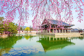Cherry blossom, Sakura, Landscape, Flowers, Spring HD wallpaper