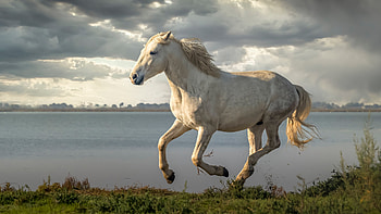 White Horse Is Running On Grass Under White Clouds Sky In Lake Background Horse HD wallpaper