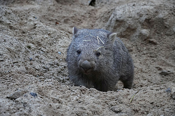 Cooper's journey, Growing up wombat, Zoo Hannover HD wallpaper