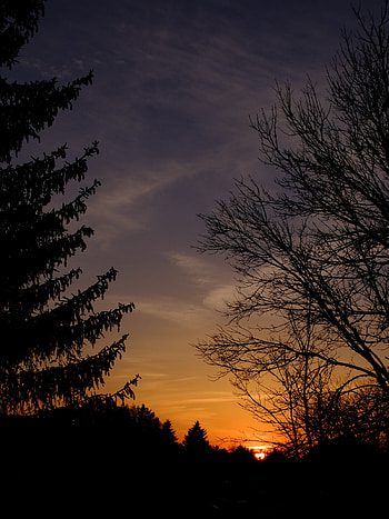 Trees, Sunset, Sky, Dark, Silhouette, Branches HD phone wallpaper