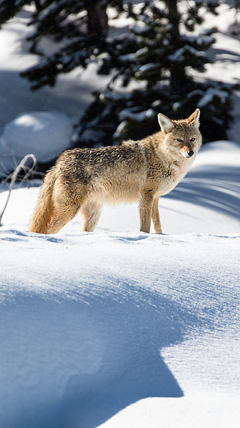 Coyote in Yellowstone National Park, Wyoming, snow, Animal, winter animals HD phone wallpaper