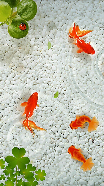 Gold Fish, Beautiful aquatic creatures, Nature's wonders, Graceful movements HD phone wallpaper