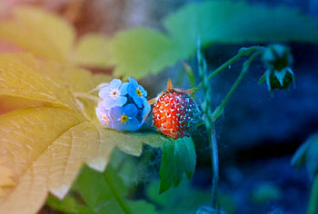 Friends forever, , pic, expression, color HD wallpaper