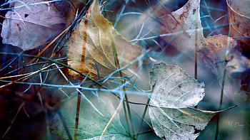 Leaf Scatter, blue, pastel, leaves, lavender, fall, autumn, grass, Firefox Persona theme HD wallpaper